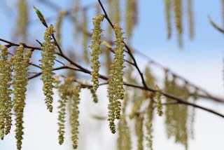 Drooping catkins of a birch tree in early spring, photographed in an arboretum at the University of Kentucky