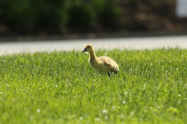 A young Canada Goose in the grass