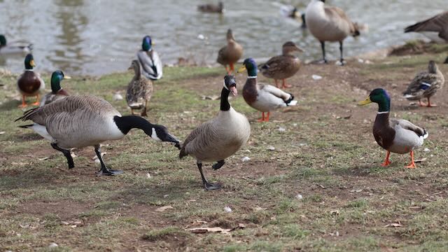 A Canada Goose bites another's tail while surrounded by mallards at a pond edge