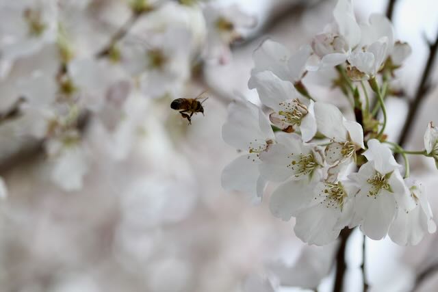 A honey bee in mid-flight approaches cherry blossoms in Lexington, KY