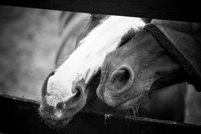 A couple horses at Dream Time