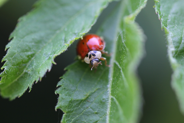 Noticeable fungal growth on shell