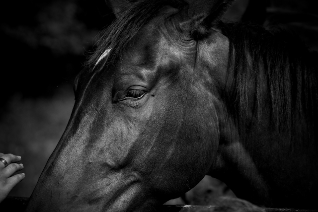 A horse at Dream Time