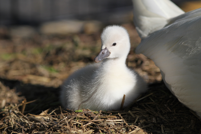 About a day old, hatched behind Jospeh Beth Booksellers