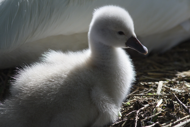 About a day old, hatched behind Jospeh Beth Booksellers