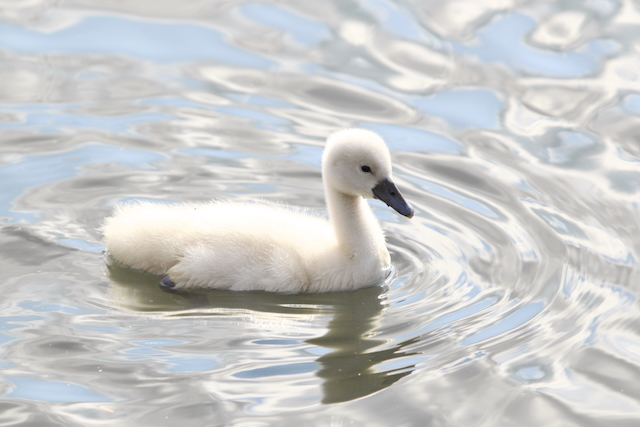 3-4 days old, behind Lexington Green
