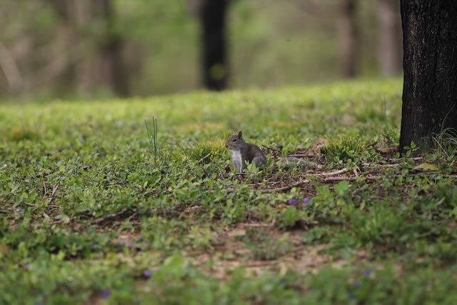 An Eastern Grey Squirrel poses nicely for the camera