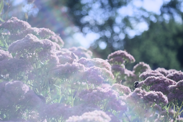 Pollinator garden in a Kentucky neighborhood.