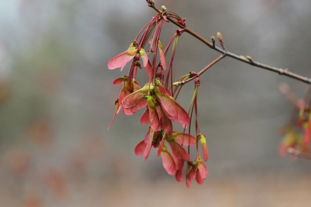 Close-up of red maple seed pods in early spring