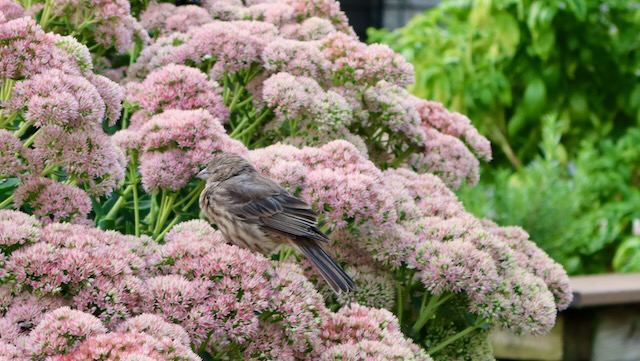 A house sparrow resting on a bed of fluffy pink sedum flowers in a backyard garden