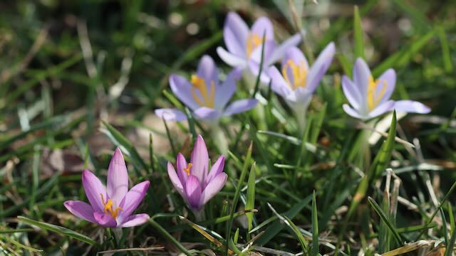 Purple and lavender crocuses blooming in early spring sunlight