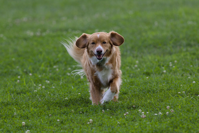 At Wellington dog park