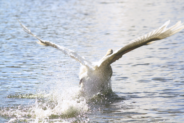 A mute swan taking off from the water