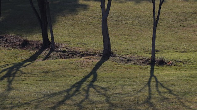 Shadows at Shilito Park